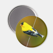 American Goldfinch - Originalfotografie Magnet (Vorderseite/Rückseite)
