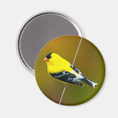 American Goldfinch - Originalfotografie Magnet (Vorderseite/Rückseite)