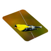 American Goldfinch - Originalfotografie Magnet (Rechte Seite)
