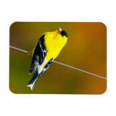 American Goldfinch - Originalfotografie Magnet (Horizontal)