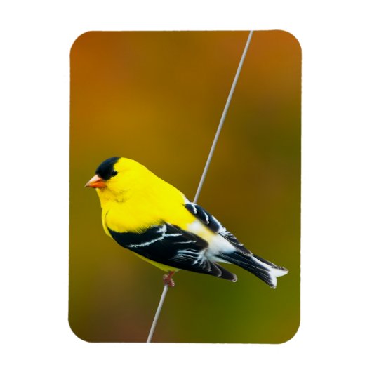 American Goldfinch - Originalfotografie Magnet (Vertikal)