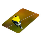 American Goldfinch - Originalfotografie Magnet (Linke Seite)