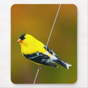 American Goldfinch - Originalfotografie Mousepad