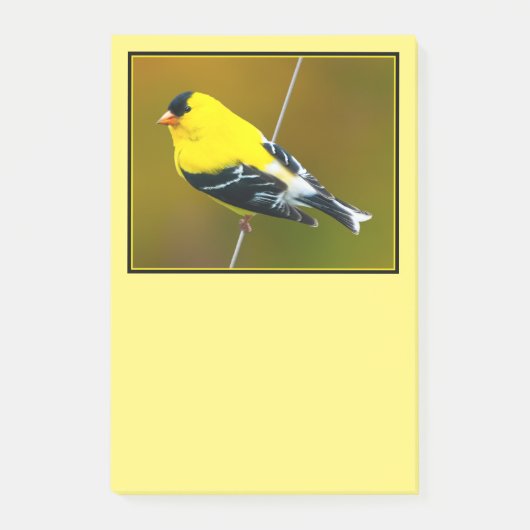 American Goldfinch - Originalfotografie Post-it Klebezettel (Vorderseite)