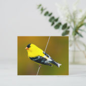 American Goldfinch - Originalfotografie Postkarte (Stehend Vorderseite)