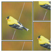 American Goldfinch - Originalfotografie Stoff (Nahaufnahme)