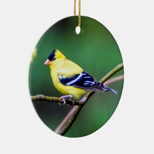 American Goldfinch Ornament (Rechts)