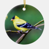 American Goldfinch Ornament (Vorne)