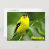 American Goldfinch Postcard Postkarte (Vorne/Hinten)