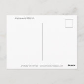 American Goldfinch Postcard Postkarte (Rückseite)