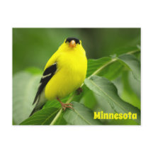 American Goldfinch Postcard