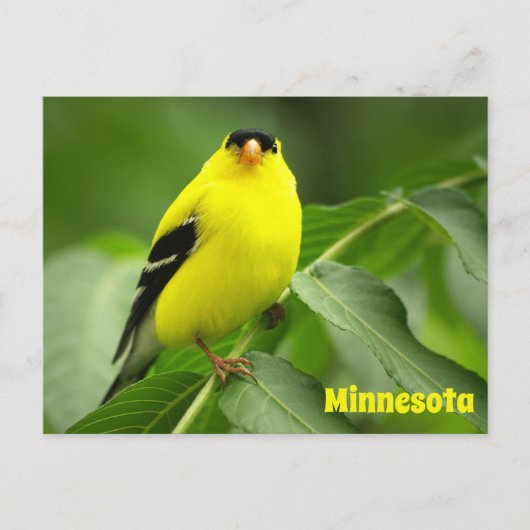 American Goldfinch Postcard Postkarte (Vorderseite)