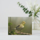 American Goldfinch Postcard Postkarte (Stehend Vorderseite)