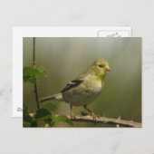 American Goldfinch Postcard Postkarte (Vorne/Hinten)