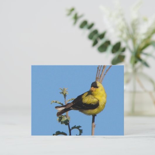 American Goldfinch postcard Postkarte (Stehend Vorderseite)