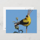 American Goldfinch postcard Postkarte (Vorne/Hinten)