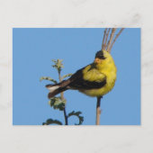 American Goldfinch postcard Postkarte (Vorderseite)
