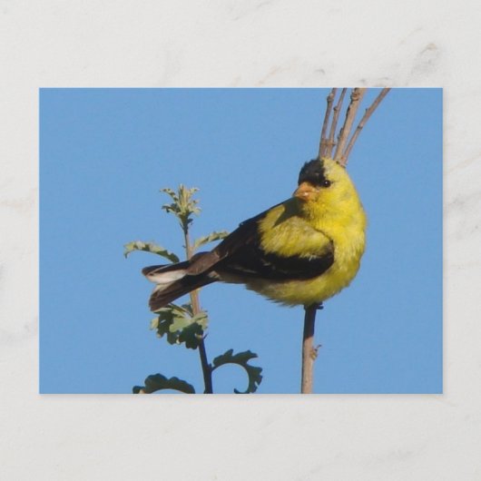 American Goldfinch postcard Postkarte (Vorderseite)