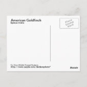 American Goldfinch Postcard Postkarte (Rückseite)