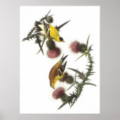 American Goldfinch Poster (Vorne)