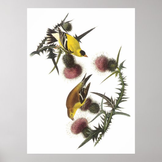 American Goldfinch Poster (Vorne)