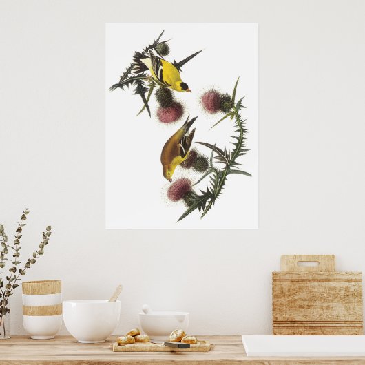 American Goldfinch Poster (Küche)