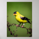 American Goldfinch Poster (Vorne)