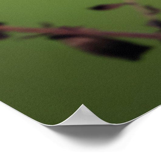 American Goldfinch Poster (Ecke)