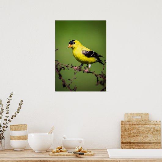 American Goldfinch Poster (Küche)
