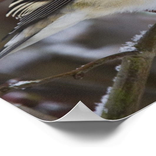 American Goldfinch Poster (Ecke)