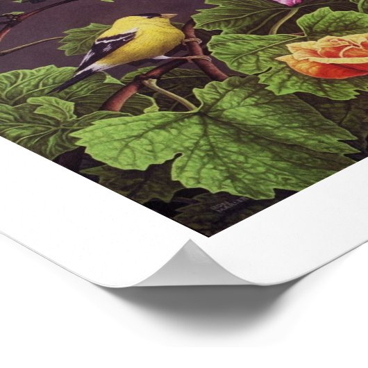 American Goldfinch Poster (Ecke)