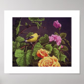 American Goldfinch Poster (Vorne)