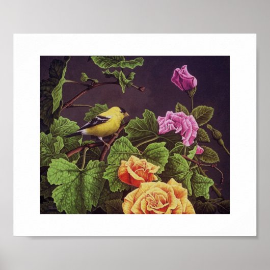 American Goldfinch Poster (Vorne)