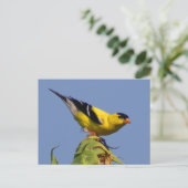 American Goldfinch Postkarte (Stehend Vorderseite)