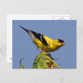 American Goldfinch Postkarte (Vorne/Hinten)