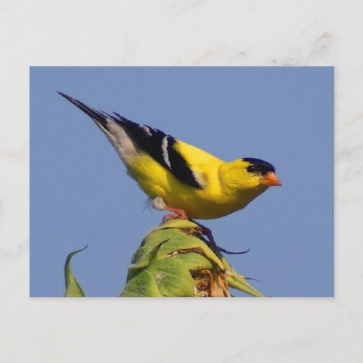 American Goldfinch Postkarte (Vorderseite)