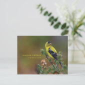 American Goldfinch Postkarte (Stehend Vorderseite)