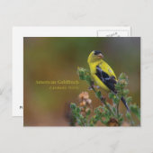American Goldfinch Postkarte (Vorne/Hinten)