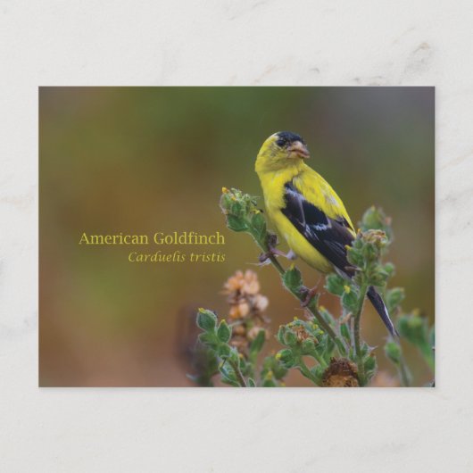 American Goldfinch Postkarte (Vorderseite)