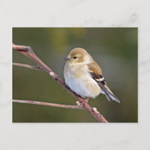 American Goldfinch Postkarte
