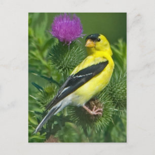 American Goldfinch Postkarte