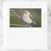 American Goldfinch Rechteckiger Aufkleber (Tasche)