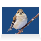 American Goldfinch sieht Sie an (Innenansicht Horizontal (Oben))