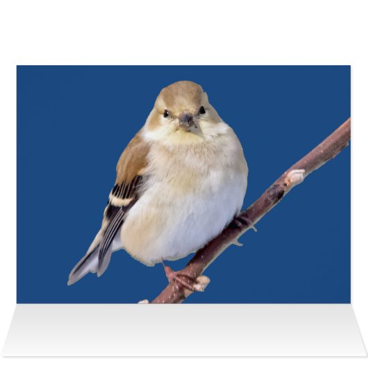 American Goldfinch sieht Sie an (Innenansicht Horizontal (Oben))