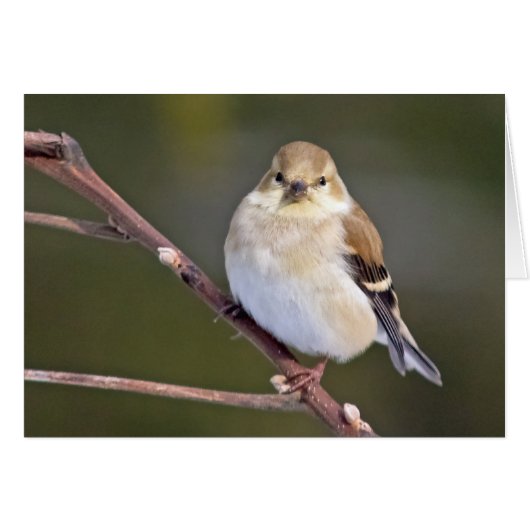 American Goldfinch sieht Sie an (Vorderseite (Horizontal))