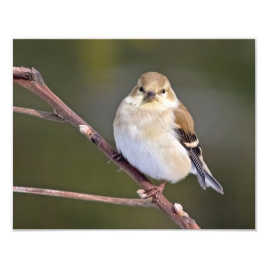 American Goldfinch sieht Sie an Fotodruck (Vorne)