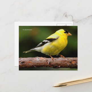 American Goldfinch Songbird auf Arbutus Tree Postkarte