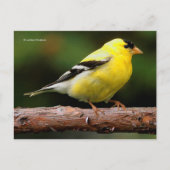 American Goldfinch Songbird auf Arbutus Tree Postkarte (Vorderseite)