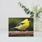 American Goldfinch Songbird auf Arbutus Tree Postkarte (Stehend Vorderseite)