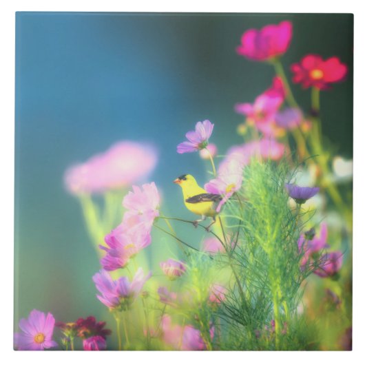 American Goldfinch und Coreopsis Fliese (Vorderseite)